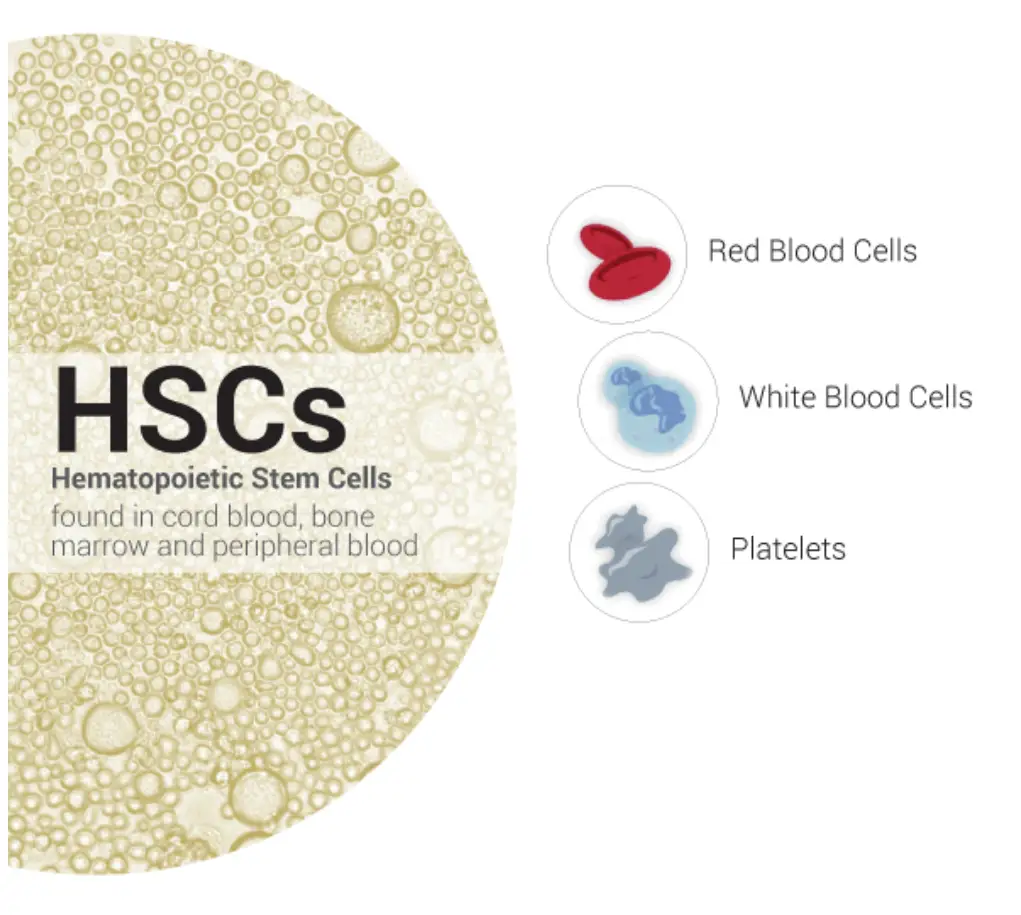 Hematopoietic Stem Cells