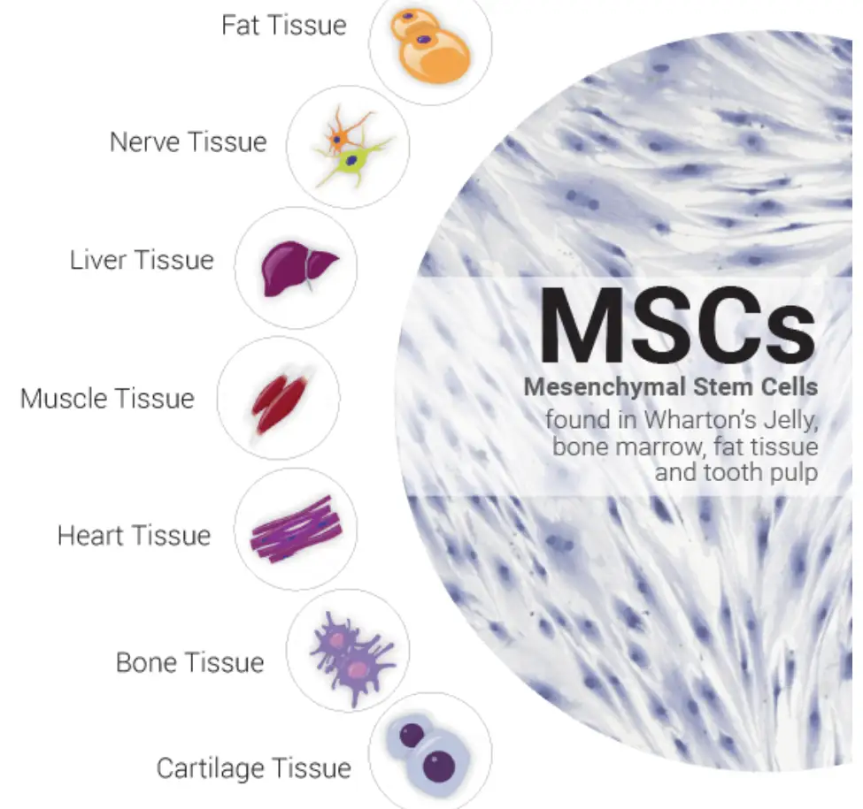 Mesenchymal Stem Cells